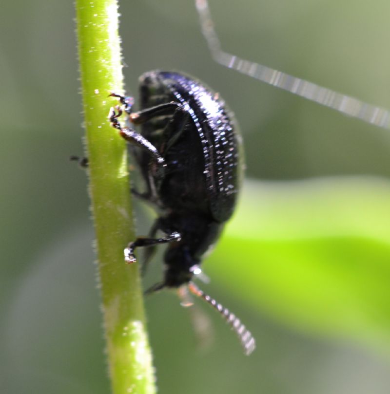 Coleottero da identificare (64): Chrysolina haemoptera (cf.)